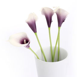 仿真花產(chǎn)品拍攝的藝術(shù) 如何捕捉永恒之美